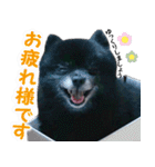 愛犬ももの日常2（個別スタンプ：14）
