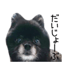 愛犬ももの日常2（個別スタンプ：16）