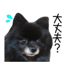 愛犬ももの日常2（個別スタンプ：17）