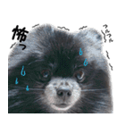 愛犬ももの日常2（個別スタンプ：19）