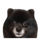 愛犬ももの日常2（個別スタンプ：22）