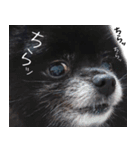 愛犬ももの日常2（個別スタンプ：24）