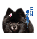 愛犬ももの日常2（個別スタンプ：29）