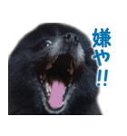 愛犬ももの日常2（個別スタンプ：30）