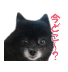 愛犬ももの日常2（個別スタンプ：31）