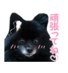 愛犬ももの日常2（個別スタンプ：33）