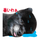 愛犬ももの日常2（個別スタンプ：34）