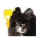 愛犬ももの日常2（個別スタンプ：36）
