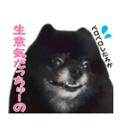 愛犬ももの日常2（個別スタンプ：37）