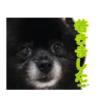 愛犬ももの日常2（個別スタンプ：38）
