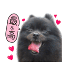 愛犬ももの日常2（個別スタンプ：40）
