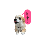 ももちゃんのハッピーライフ（個別スタンプ：4）