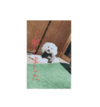 うちのマリースタンプ（個別スタンプ：4）