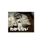 ネコ3代目（個別スタンプ：2）
