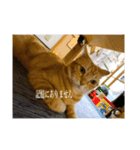 ネコ3代目（個別スタンプ：3）
