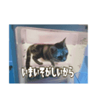 ネコ3代目（個別スタンプ：4）