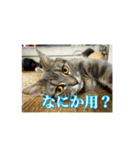 ネコ3代目（個別スタンプ：6）