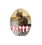ネコ3代目（個別スタンプ：8）
