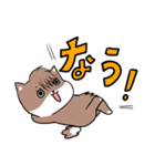 柴犬4兄弟（個別スタンプ：10）