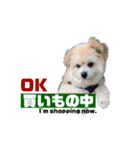我が家のハーフ犬ポメチ❼（個別スタンプ：1）