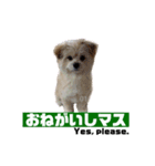 我が家のハーフ犬ポメチ❼（個別スタンプ：2）