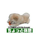 我が家のハーフ犬ポメチ❼（個別スタンプ：3）