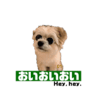 我が家のハーフ犬ポメチ❼（個別スタンプ：4）