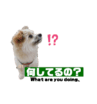 我が家のハーフ犬ポメチ❼（個別スタンプ：5）