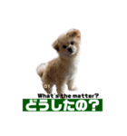 我が家のハーフ犬ポメチ❼（個別スタンプ：6）