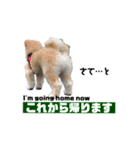 我が家のハーフ犬ポメチ❼（個別スタンプ：7）