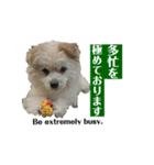 我が家のハーフ犬ポメチ❼（個別スタンプ：8）