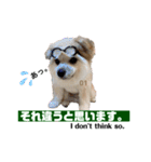 我が家のハーフ犬ポメチ❼（個別スタンプ：9）