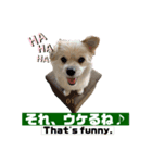 我が家のハーフ犬ポメチ❼（個別スタンプ：10）