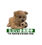 我が家のハーフ犬ポメチ❼（個別スタンプ：11）