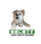 我が家のハーフ犬ポメチ❼（個別スタンプ：12）