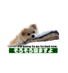 我が家のハーフ犬ポメチ❼（個別スタンプ：13）