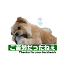 我が家のハーフ犬ポメチ❼（個別スタンプ：14）