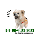 我が家のハーフ犬ポメチ❼（個別スタンプ：15）