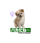 我が家のハーフ犬ポメチ❼（個別スタンプ：16）