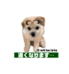我が家のハーフ犬ポメチ❼（個別スタンプ：18）