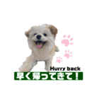 我が家のハーフ犬ポメチ❼（個別スタンプ：19）