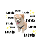 我が家のハーフ犬ポメチ❼（個別スタンプ：20）