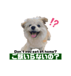我が家のハーフ犬ポメチ❼（個別スタンプ：21）