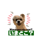 我が家のハーフ犬ポメチ❼（個別スタンプ：22）