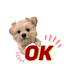 我が家のハーフ犬ポメチ❼（個別スタンプ：23）