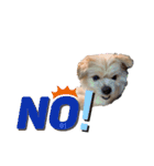 我が家のハーフ犬ポメチ❼（個別スタンプ：24）