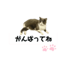 猫の伝言板（個別スタンプ：1）