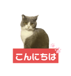 猫の伝言板（個別スタンプ：2）