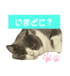 猫の伝言板（個別スタンプ：3）