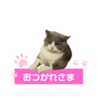 猫の伝言板（個別スタンプ：5）